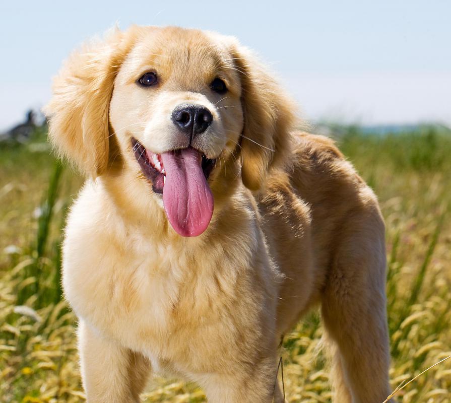 Ivan Pavlov discovered that he could induce a salivary response in dogs by exposing them to familiar sounds.