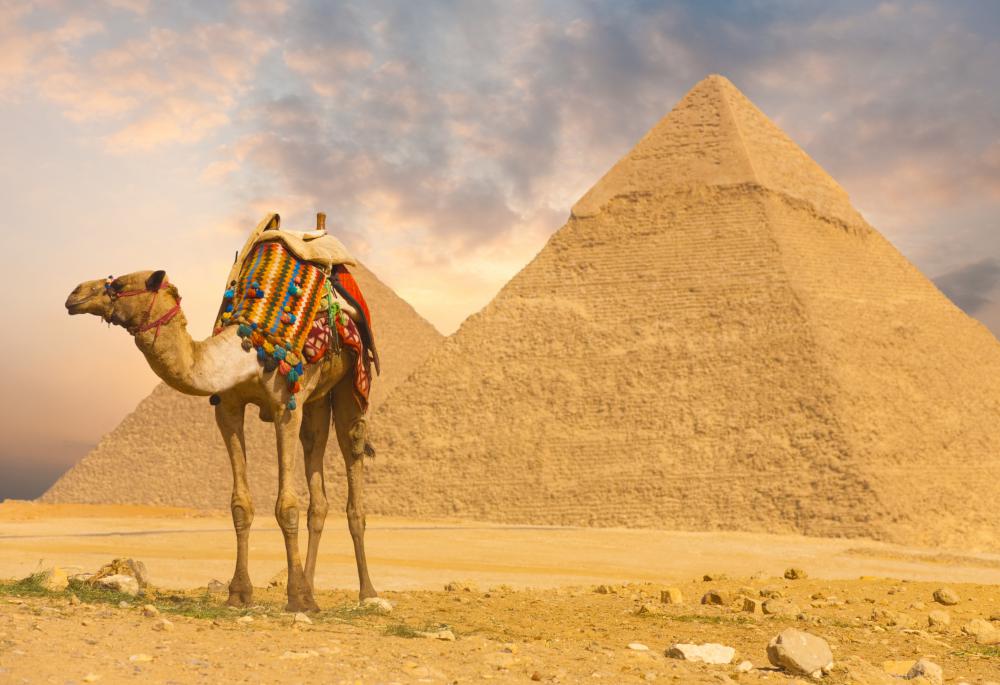 Egypt is part of the Saharo-Arabian floral region.