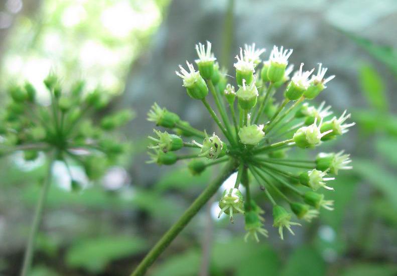 Sarsaparilla, a member of the Liliaceae family.