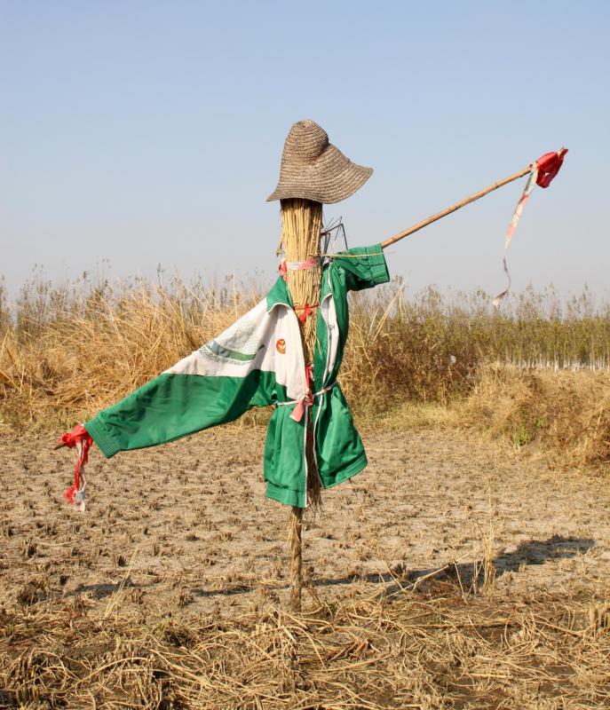 Straw is often used to create scarecrows.