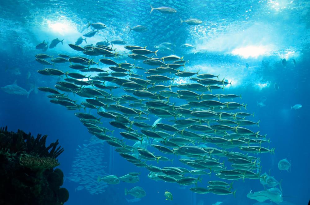 The waters of continental shelves are known for being rich in marine life.