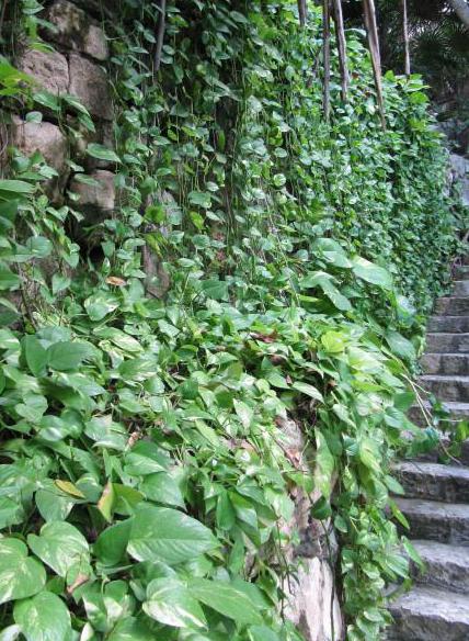 Pothos plants are considered safe for growing around chameleons.