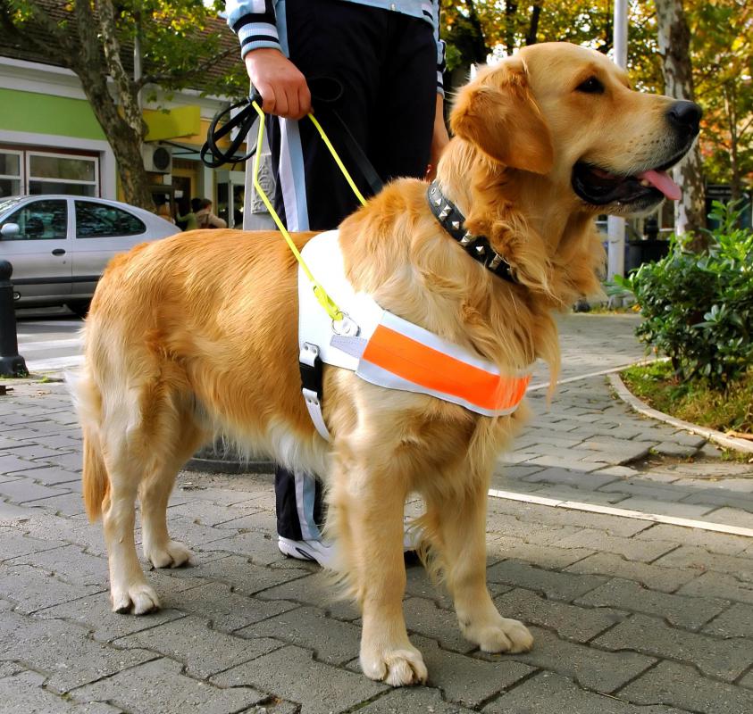 A seeing-eye dog assists a visually impaired person.