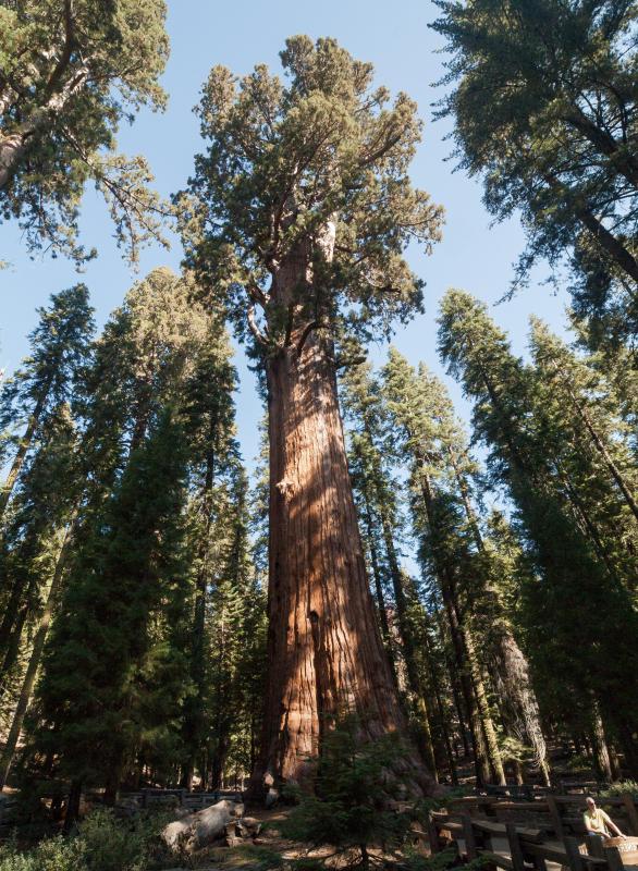 Giant Sequoia trees are the largest trees in North America.