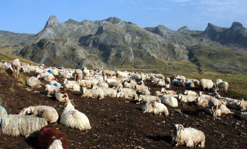 Cairn Terriers historically took an active role in herding sheep.