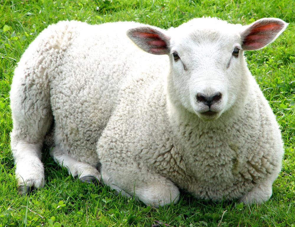 Sheep have excellent hearing and vision.