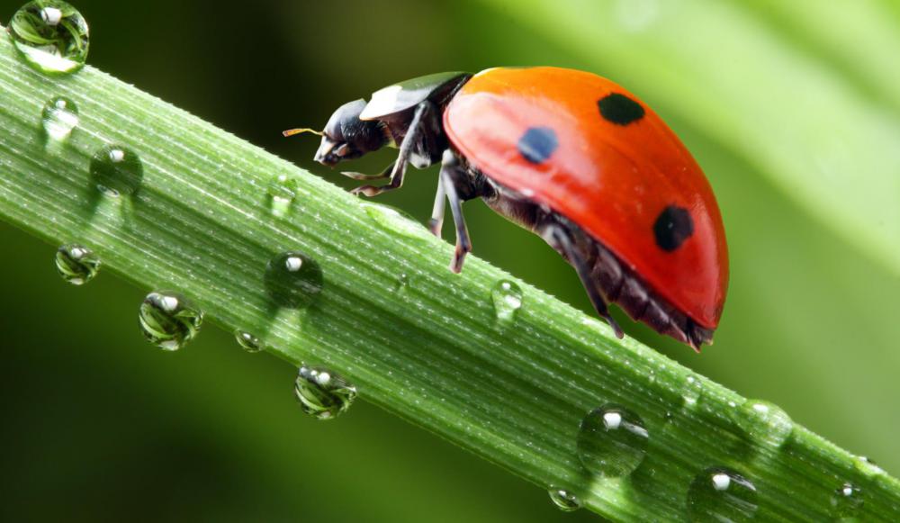 Side view of a crawling ladybug.