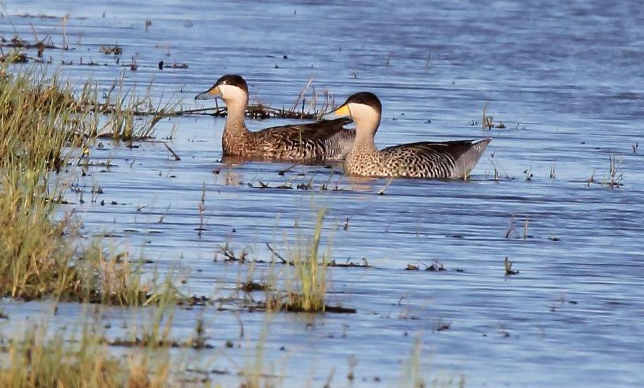 The silver teal prefers bodies of shallow freshwater, such as ponds.