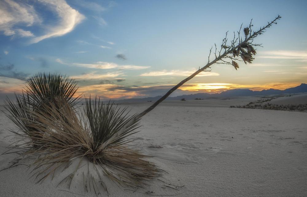 Having one lone plant establishing itself is an example of primary successions.