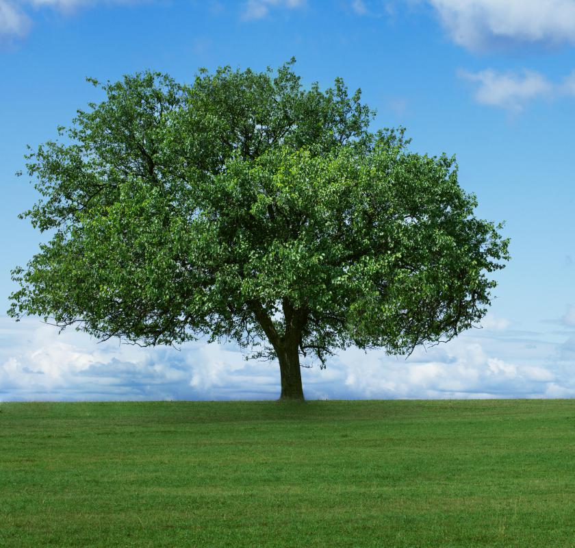 Tree conservation refers to the preservation and management of trees.