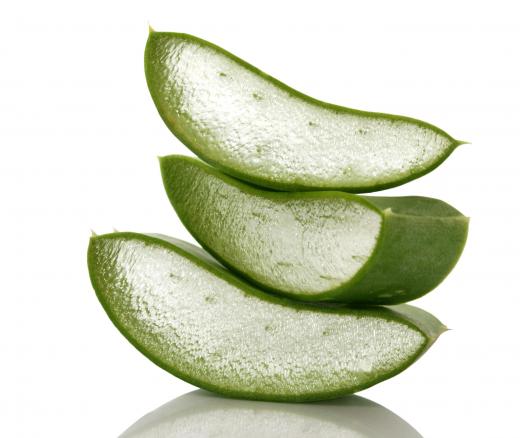 Aloe vera plants, which are known for producing a gel that can treat burns, are a type of liliaceae.