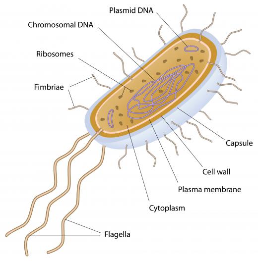 Archaebacteria are extremophiles.