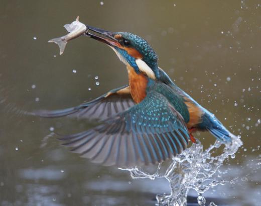 Prey and predator relationships are important parts of many ecosystems.