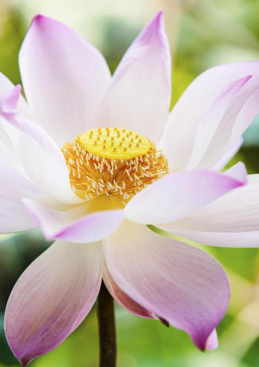 Lotus plants produce beautiful blossoms.