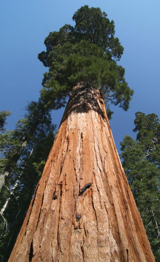 California's General Sherman Tree is estimated to weigh about 10 times more than a blue whale.