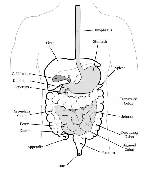 Intestinal parasites commonly cause abdominal pain, nausea, vomiting, diarrhea and cramping.