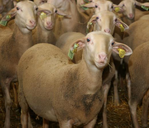 Lacaune sheep were originally bred in France.