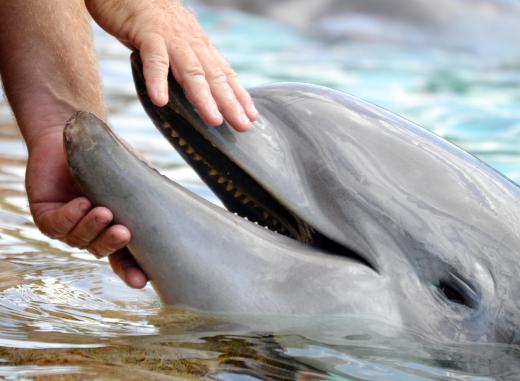 Protecting dolphins is part of whale conservation.