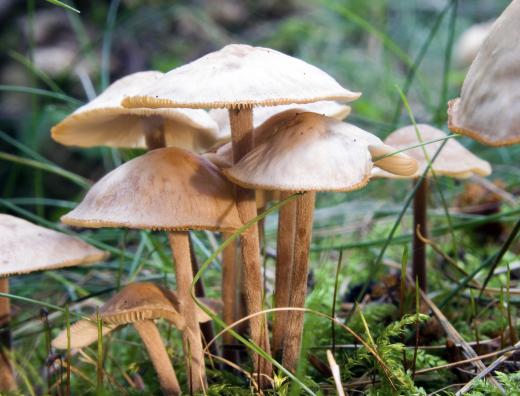 Marasmius oreades is the most common type of mushroom found in a fairy rings.