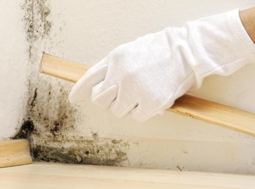 Black mold may begin as mildew and then worsen if it's not properly removed.