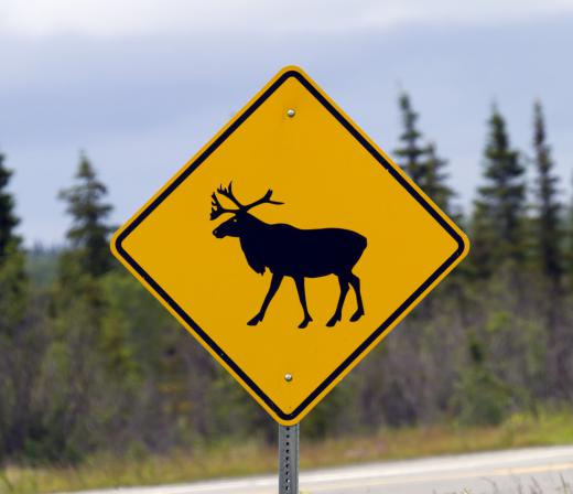 In regions with high moose populations, there will be road signs warning motorist to watch for moose, as they can be a serious risk to cars and passengers if hit.