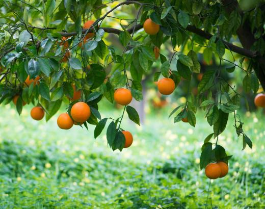 Orange blossoms cover orange trees before the fruit develops.