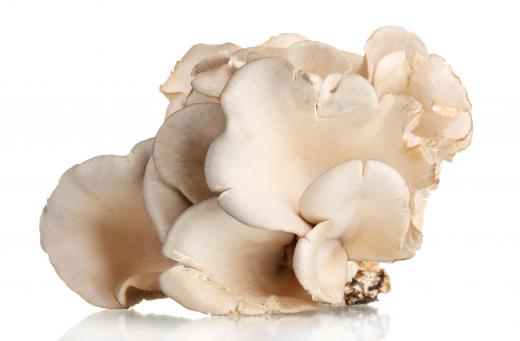 Oyster mushrooms.