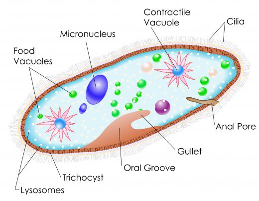 Although single-celled, paramecia can perform a variety of functions.