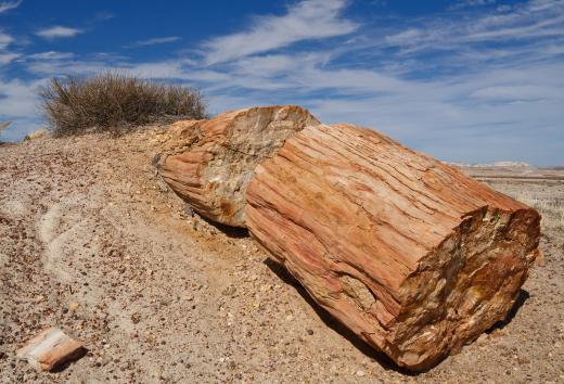 During wood petrification, cellulose and living tissue are replaced by minerals.