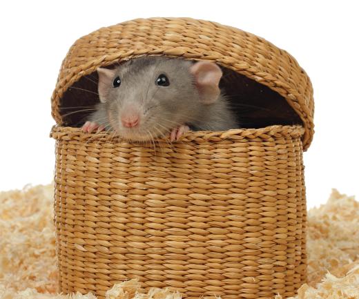 The number of rats allowed in a household might be limited by city ordinance.