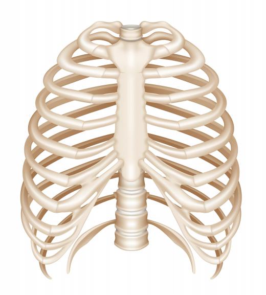 Mammals, like humans, have a rigid rib cage.