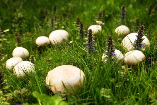 Each year, a fairy ring gets larger.