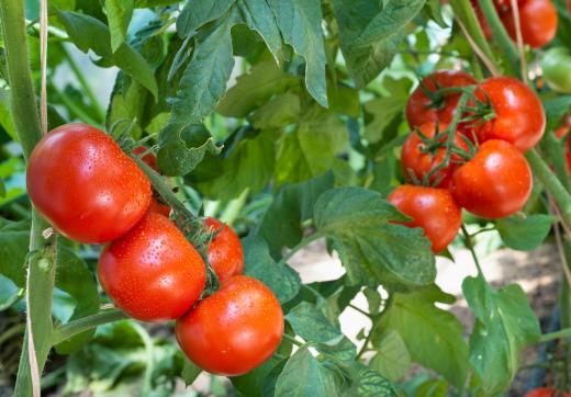 Tomatoes and tomato plant greens can be harmful to pets.