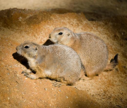 The burrow of a single groundhog occupies 1 cubic meter.