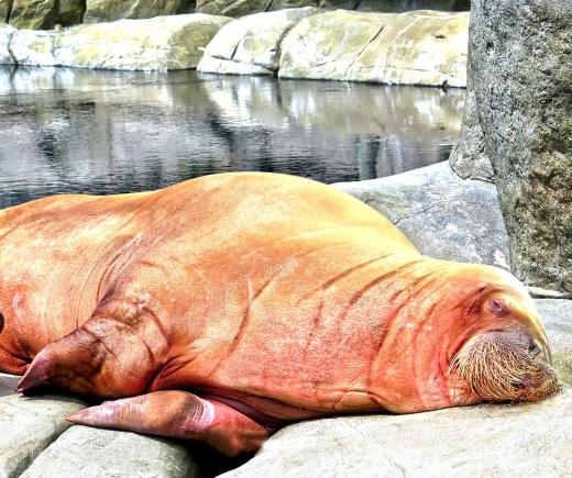 A walrus can eat up to 6,000 clams in a single meal.