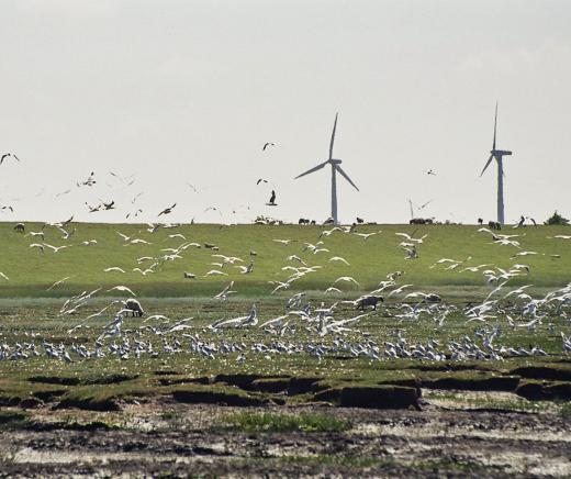 One downside of wind energy is certain types of birds face population depletion when they live near wind farms.