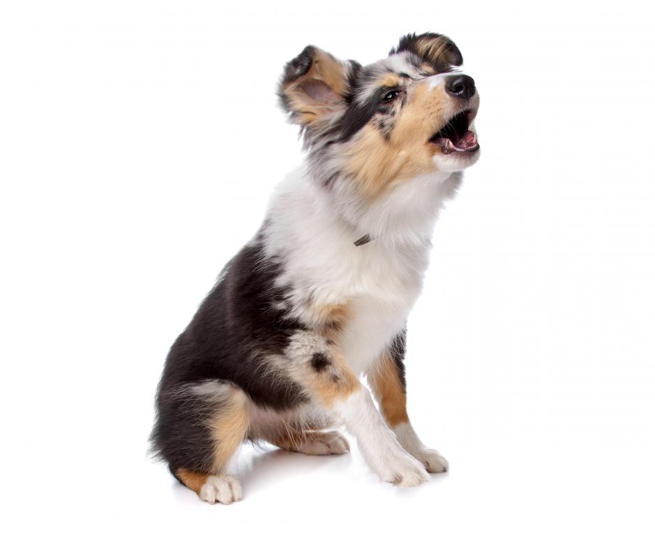 Howling could indicate back pain in a dog.
