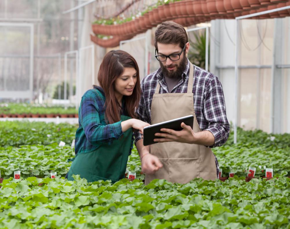 A nursery is in the business of raising plants for commercial sale.