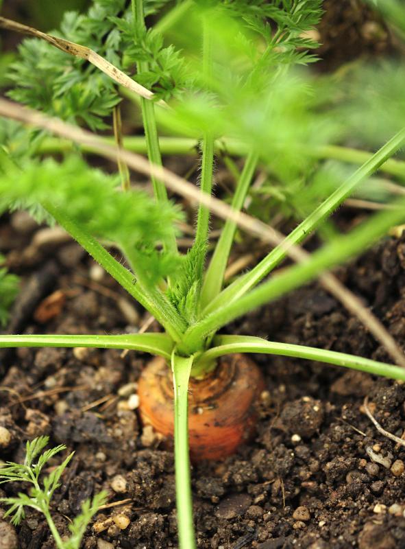 Wild carrot thrives in many soil and moisture conditions and grows readily where the natural vegetation has been disturbed.