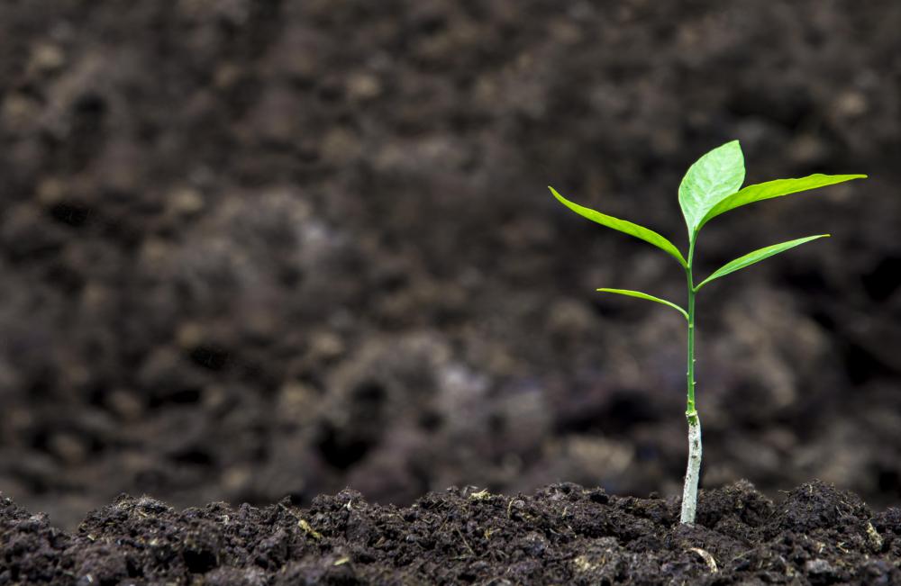 Environmental sustainability can include replanting native trees after logging.