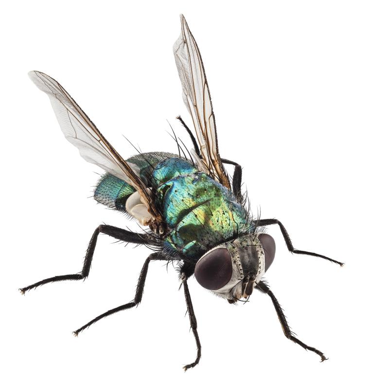 One popular theory is that insects use light as a navigation aid.