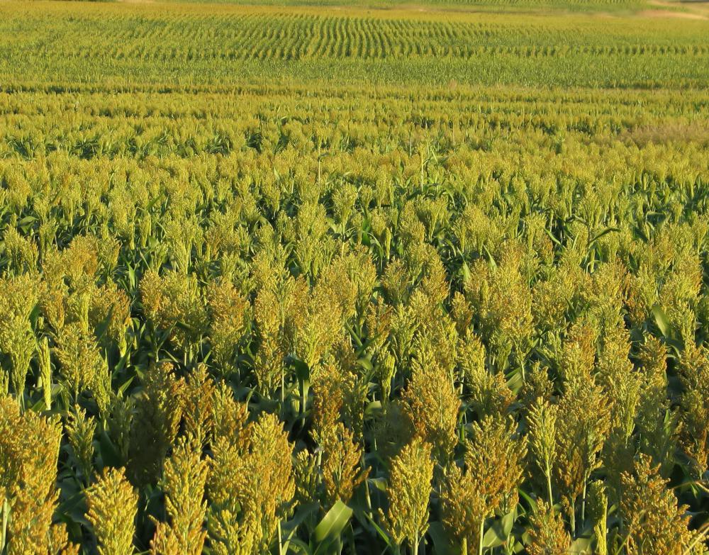 Sorghum, a cereal crop.