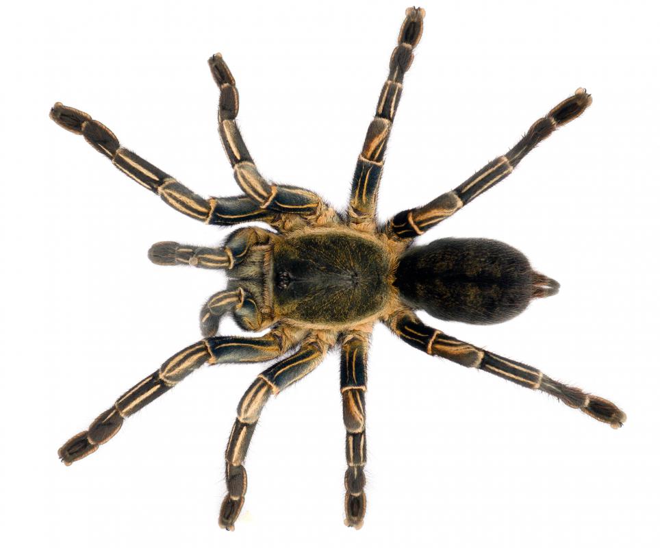 Arachnids have carapaces that protect part of the thorax.
