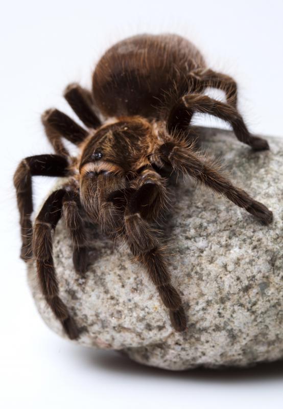 Less interactive pets, such as spiders, are generally low maintenance.