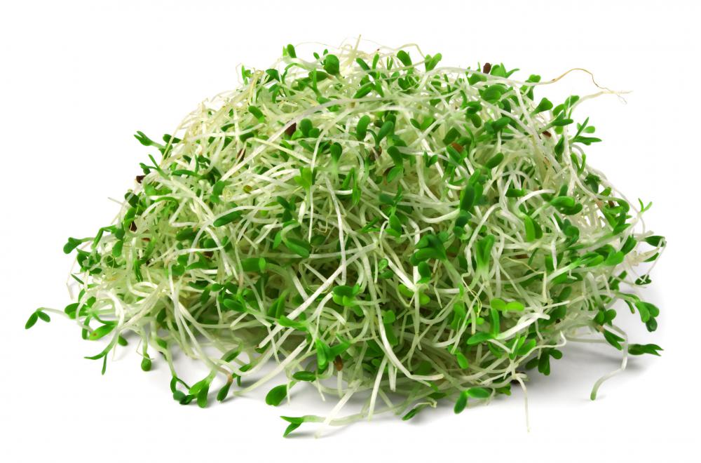 Alfalfa sprouts can be included in a bearded dragon diet.