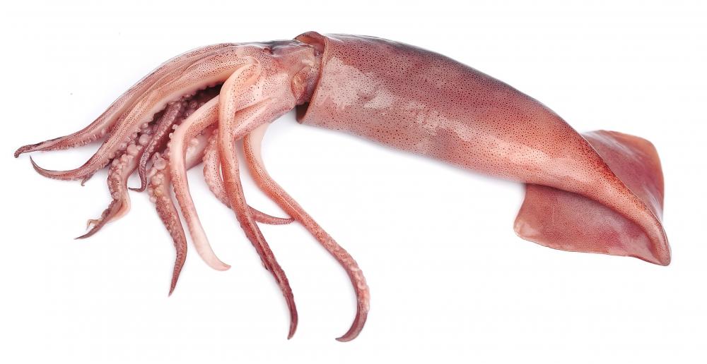 Squid are marine animals that are found in oceans all over the world.