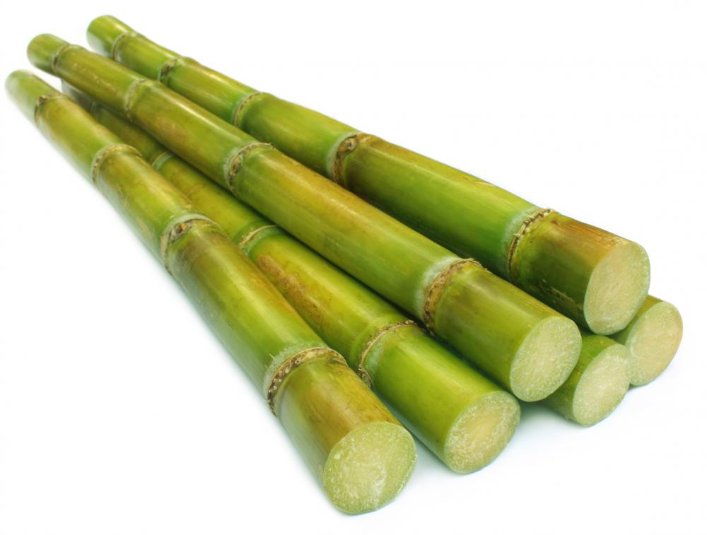 Sugar cane biomass is used to make ethanol.