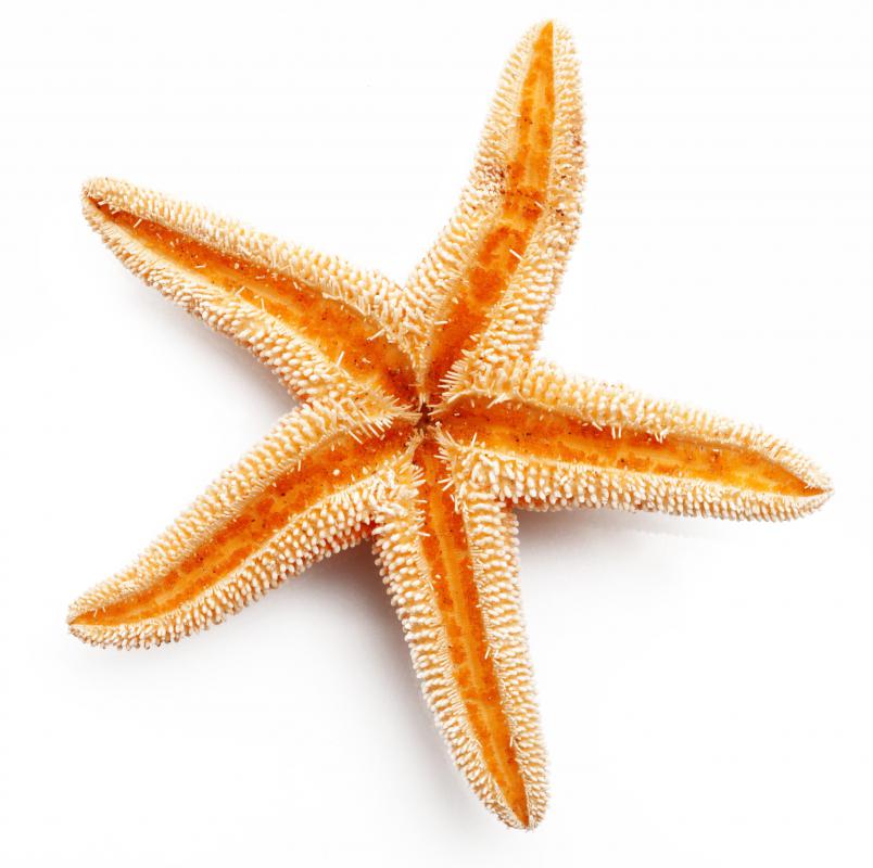 Starfish are among the animals that can be found in a tide pool.