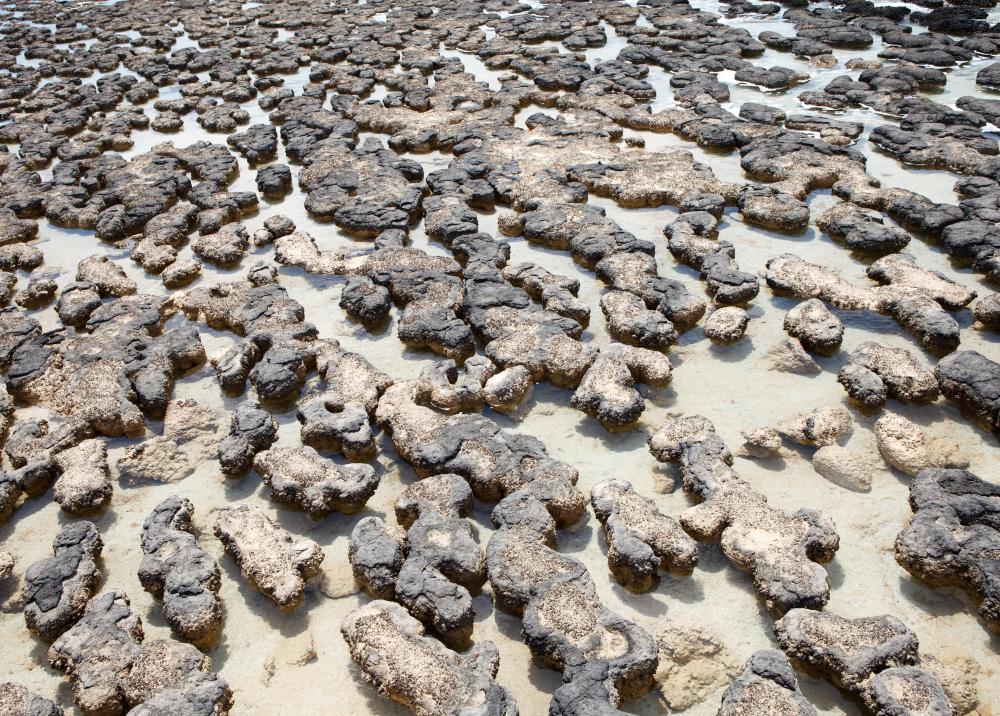 Stromatolites are a type of biofilm.