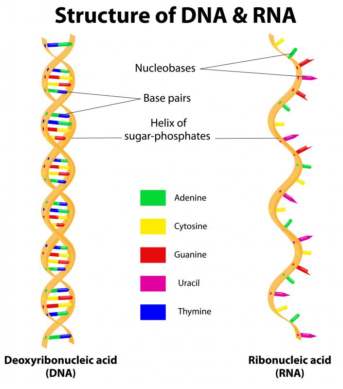 Mimivirus is one of several known DNA viruses.